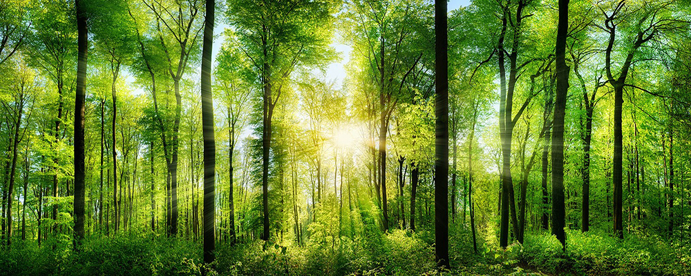 Environmental Image